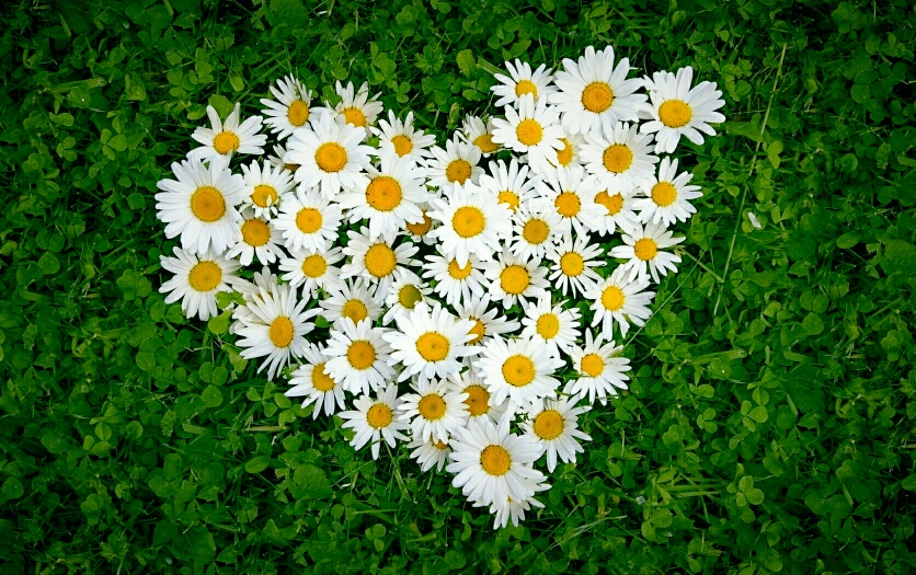 “white_daisy_flowers_in_the_shape_of_love_heart-other(1)”